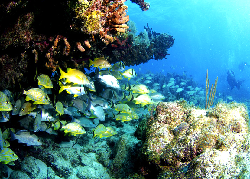  Découvrez John Pennekamp Coral Reef State Park à Key Largo