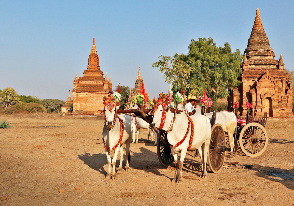 Découverte des pagodes de Bagan en calèche