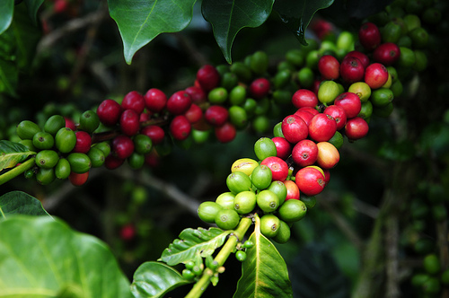 Visite d'une plantation de café dans la vallée du Quindio