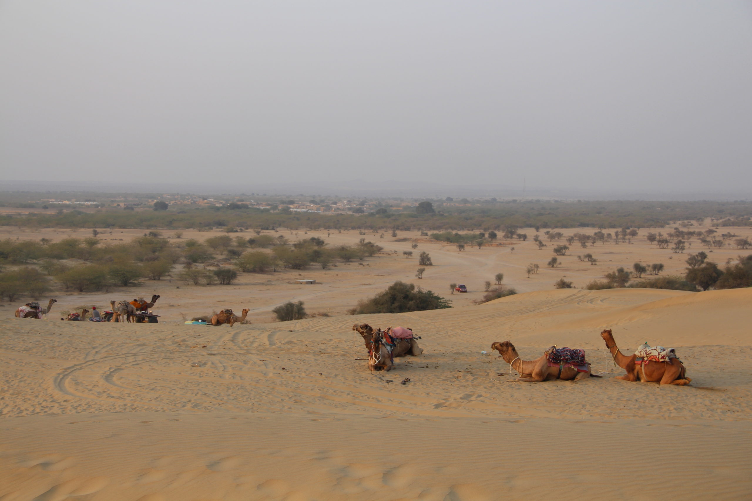  Promenade à dos de chameau dans le désert du Thar
