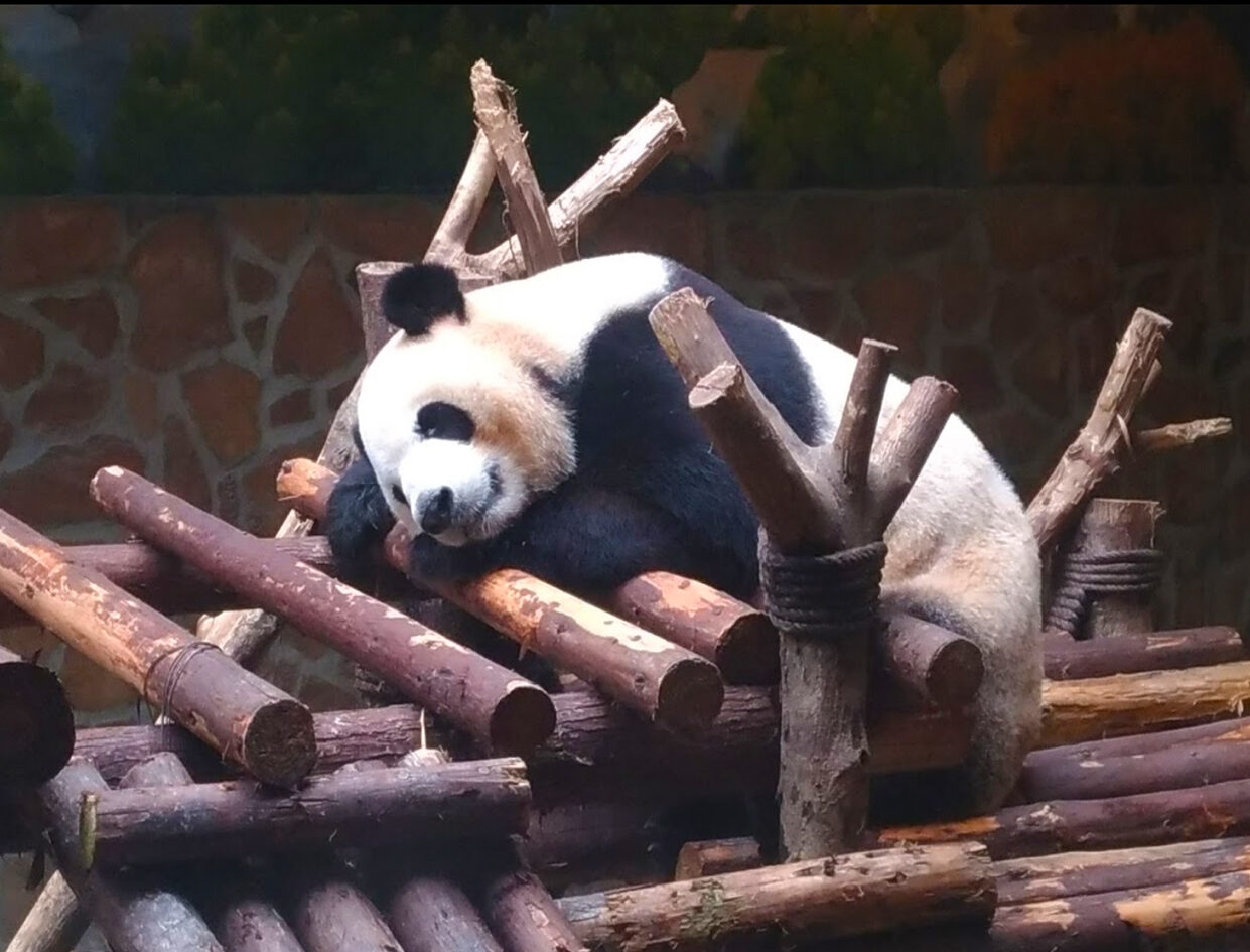 Les penseurs de Chengdu