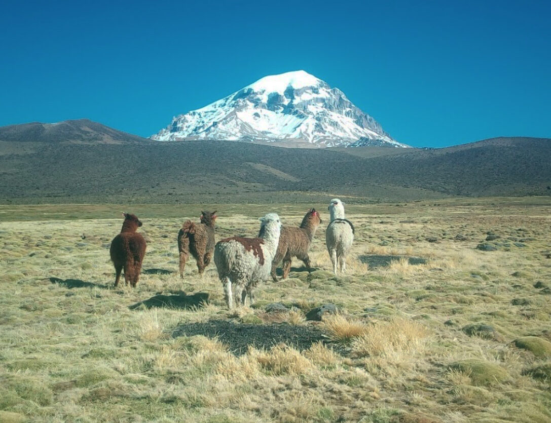 Parc du Sajama