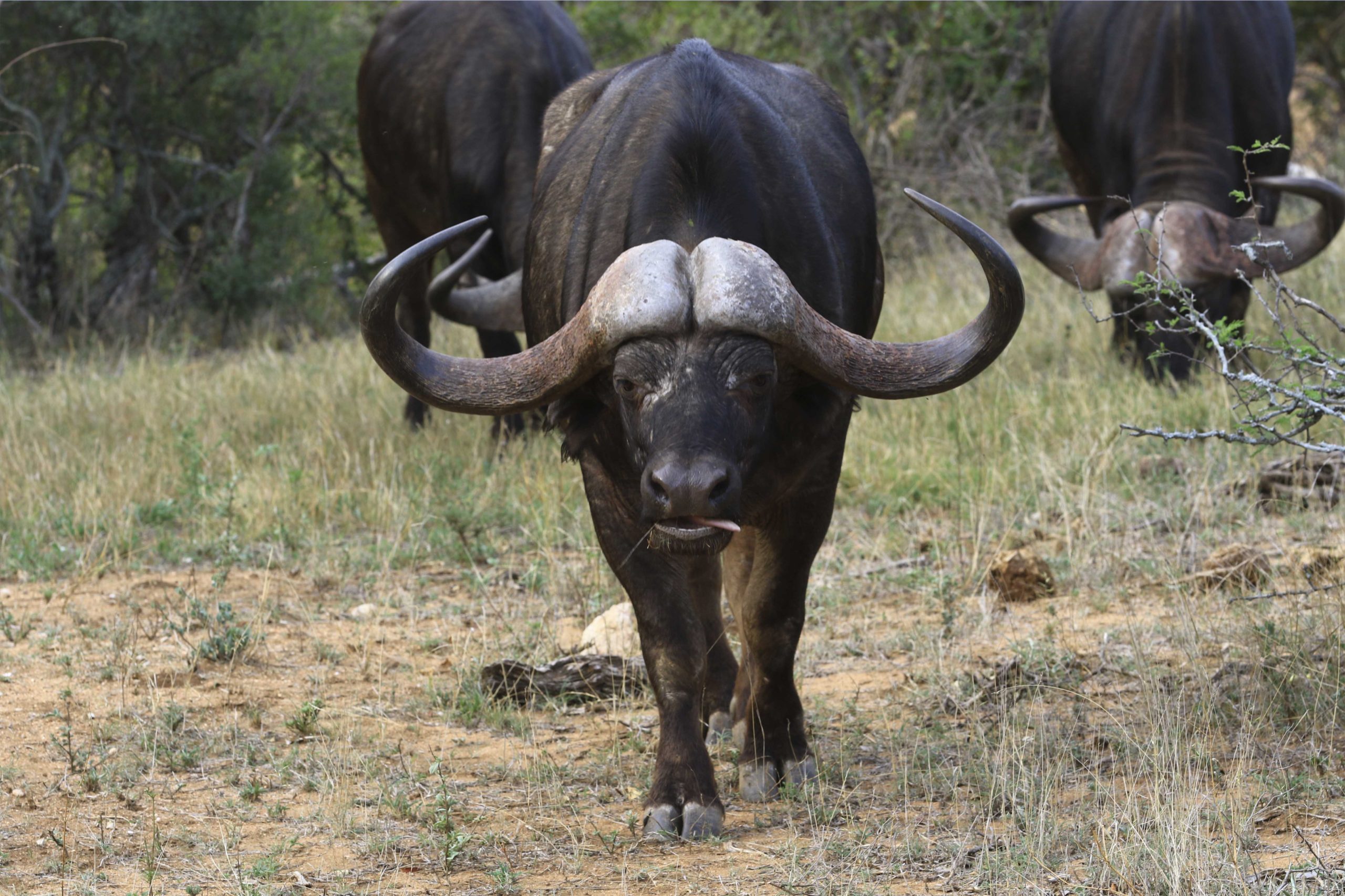 Safari photos des buffles dans le parc Kruger