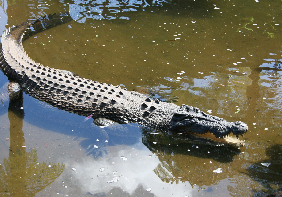 Observation des crocodiles à Kakadu
