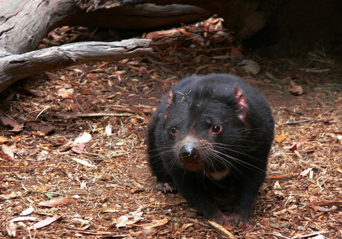 Tasmanian Devil Conservation Park