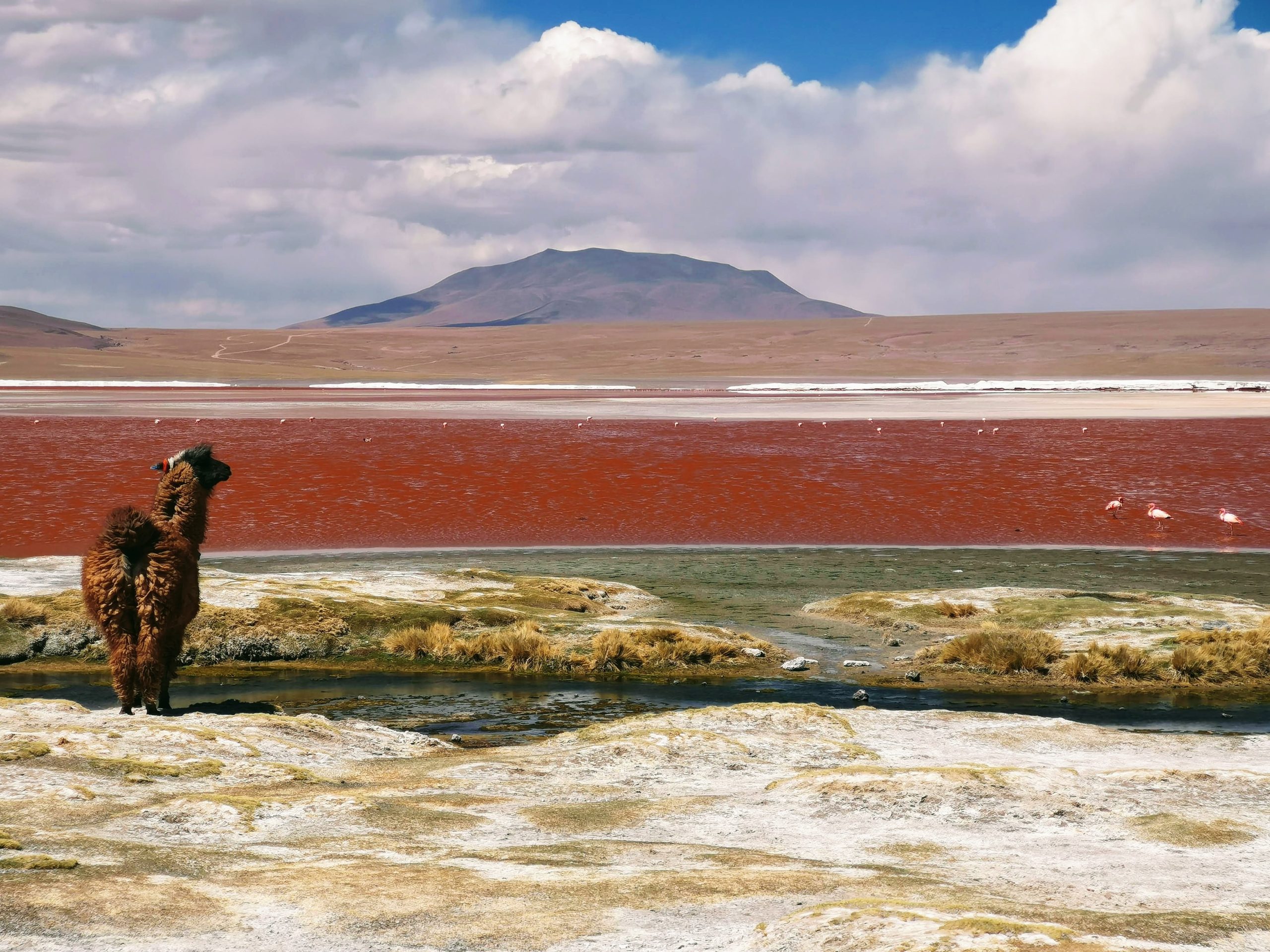 Un lama face à la Laguna Colorada dans le Sud Lipez, randonnée en Bolivie avec Nirvatravel