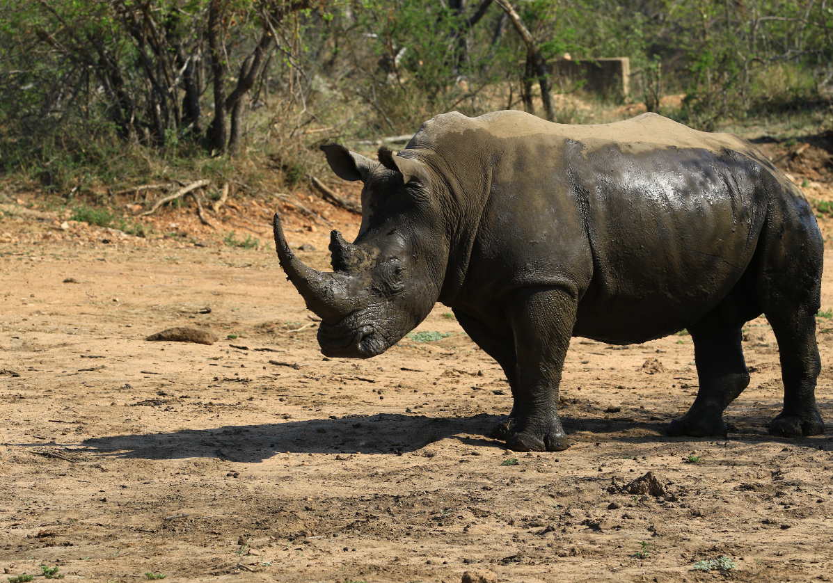 Safari dans la réserve du Parc Kruger