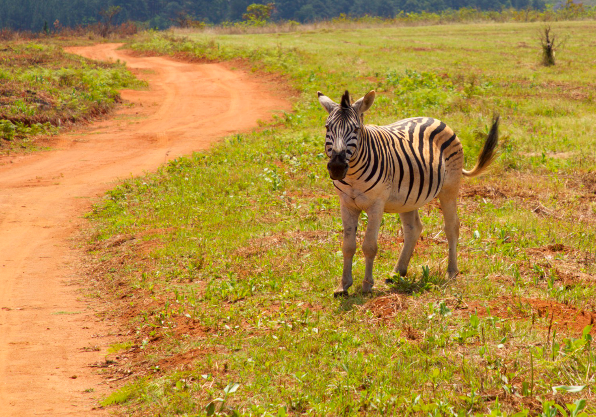 Safari dans la réserve de Mlilwane au Swaziland