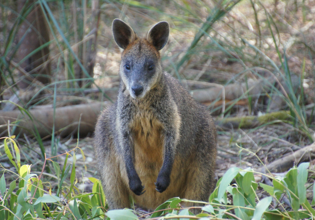 Rencontre avec la faune australienne