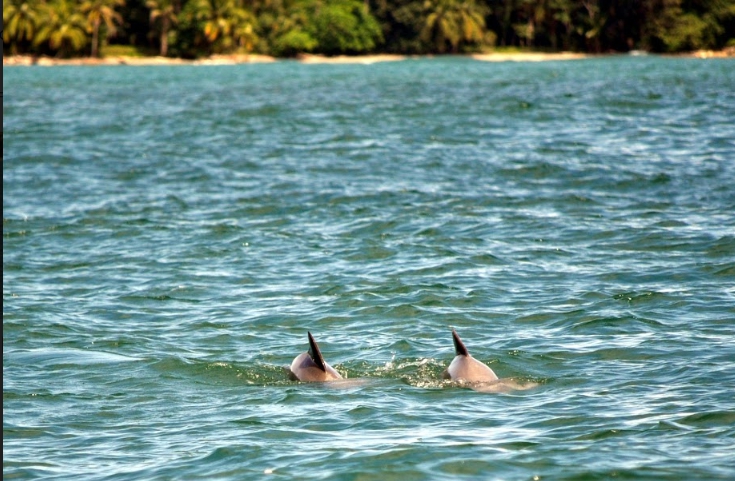 Observation des dauphins dans la baie de Samara