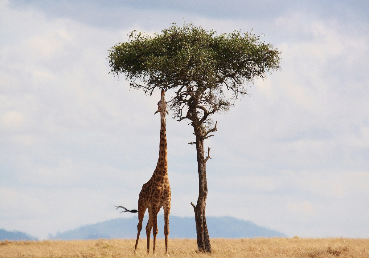 Safari dans le Parc National d'Amboseli 
