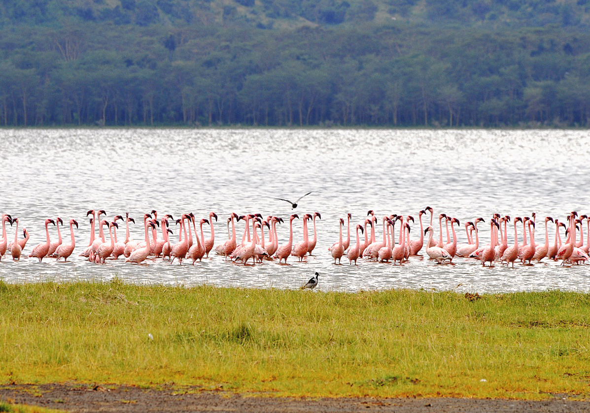 Safari au lac Nakuru