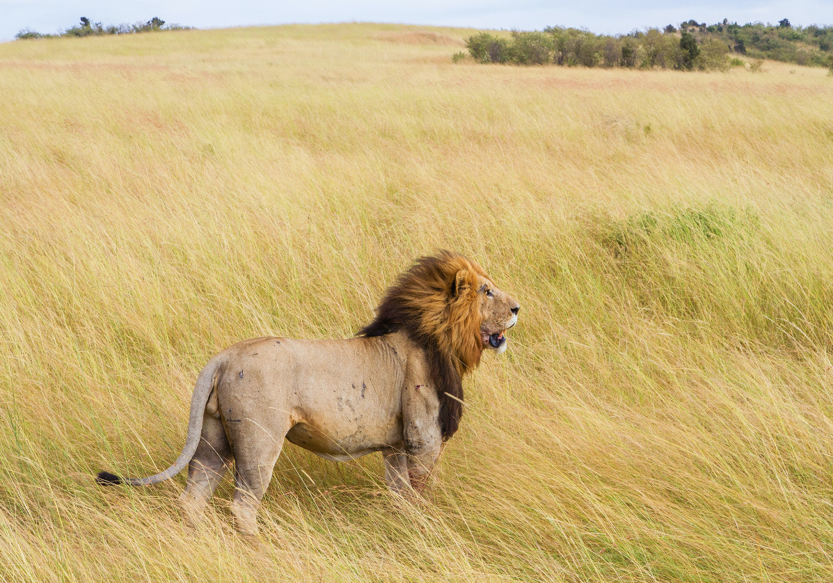 Safari dans la réserve de Masai Mara