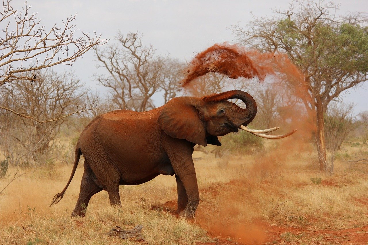 Eléphants dans la poussière dans le parc de Masai Mara, voyage au Kenya avec une agence Nirvatravel