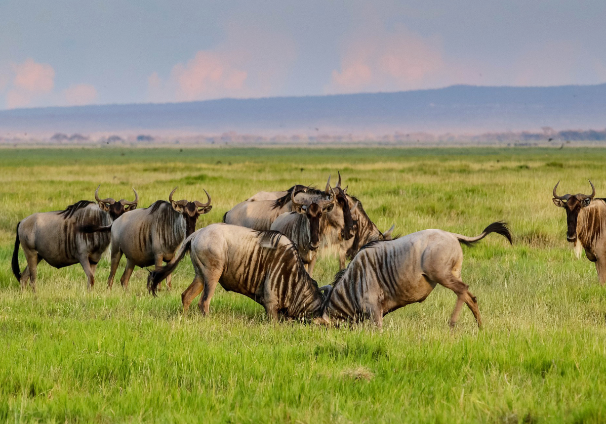 Safari dans le parc de Tsavo Ouest