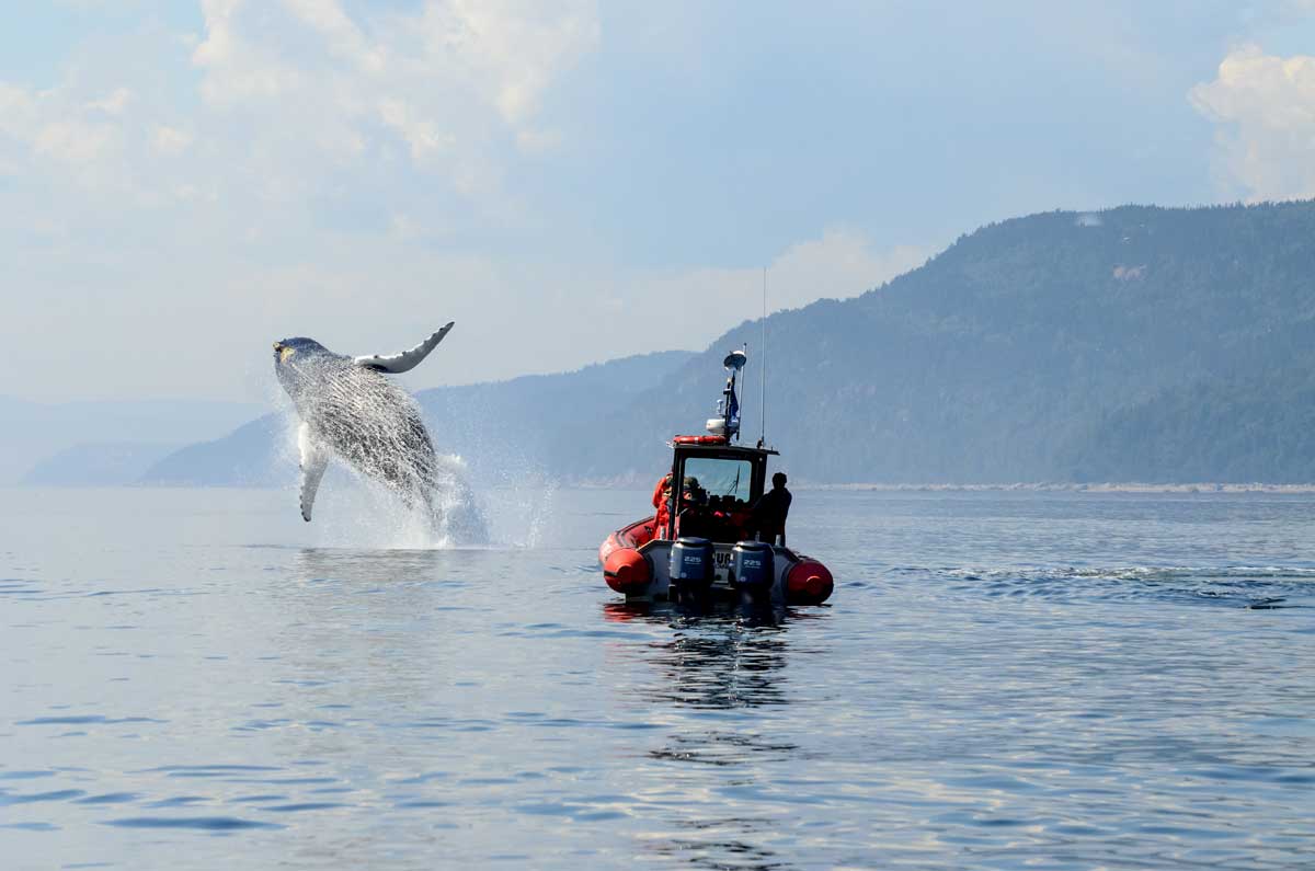 Observation des baleines dans la baie de Tadoussac