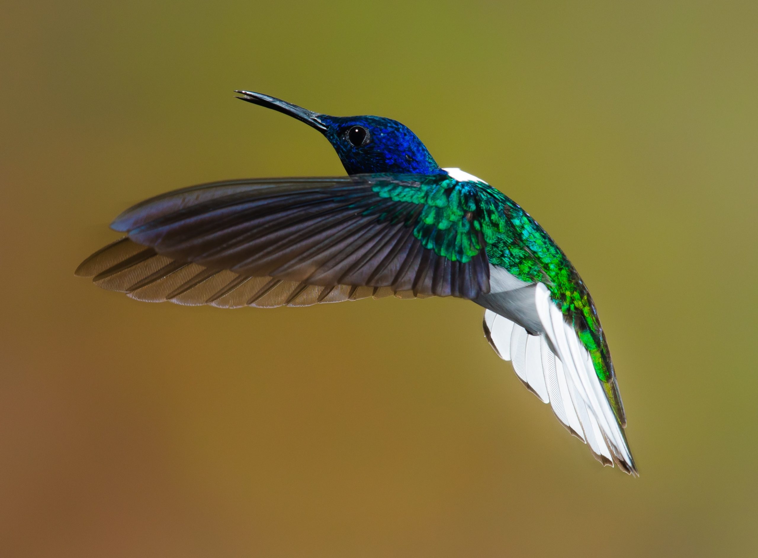 Observer les colibris dans la vallée de Dota