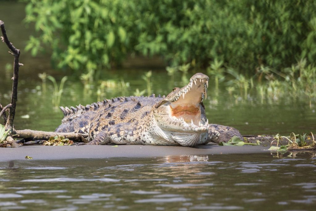 Croisière sur la rivière Tarcoles
