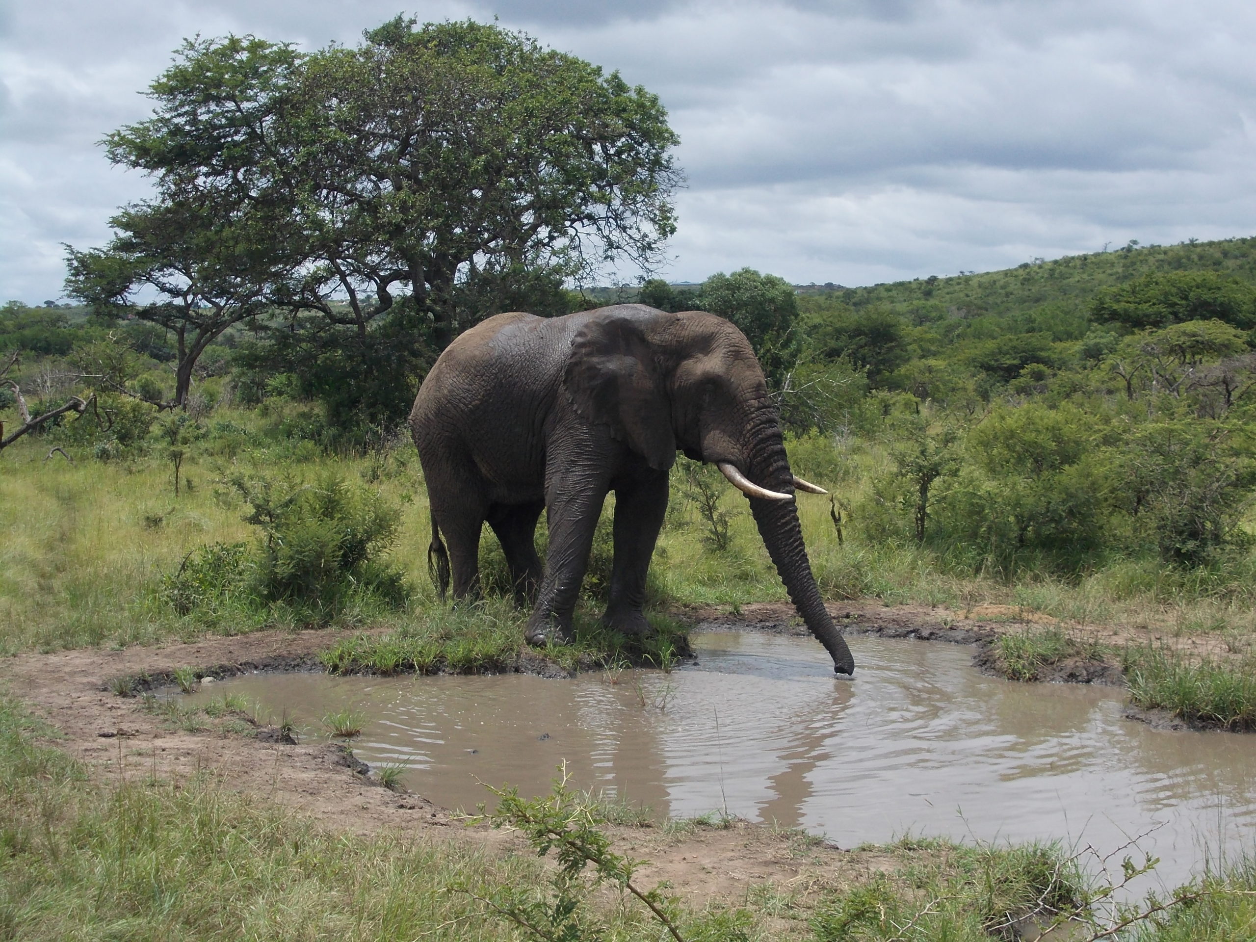 Eléphant au point d'eau dans le parc Kruger, safari en Afrique du Sud et au Mozambique avec Nirvatravel