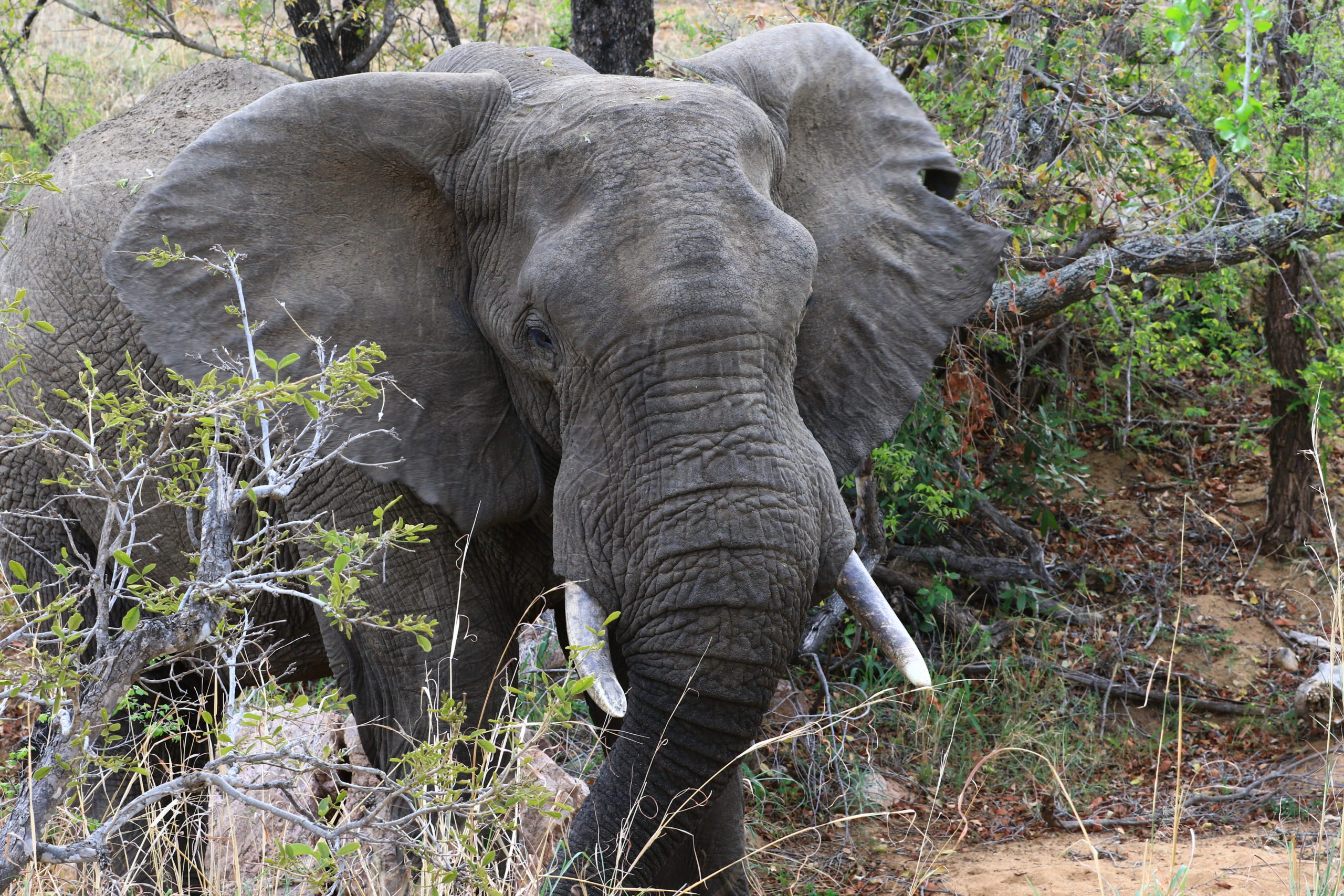 Journée safari dans le parc Kruger et Mjejane