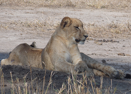 Safari pédestre dans le parc national de Gorongosa