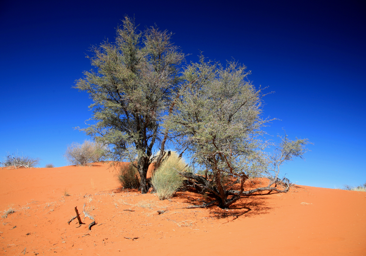 Arbuste dans le désert du Kalahari, voyage en Namibie avec Nirvatravel