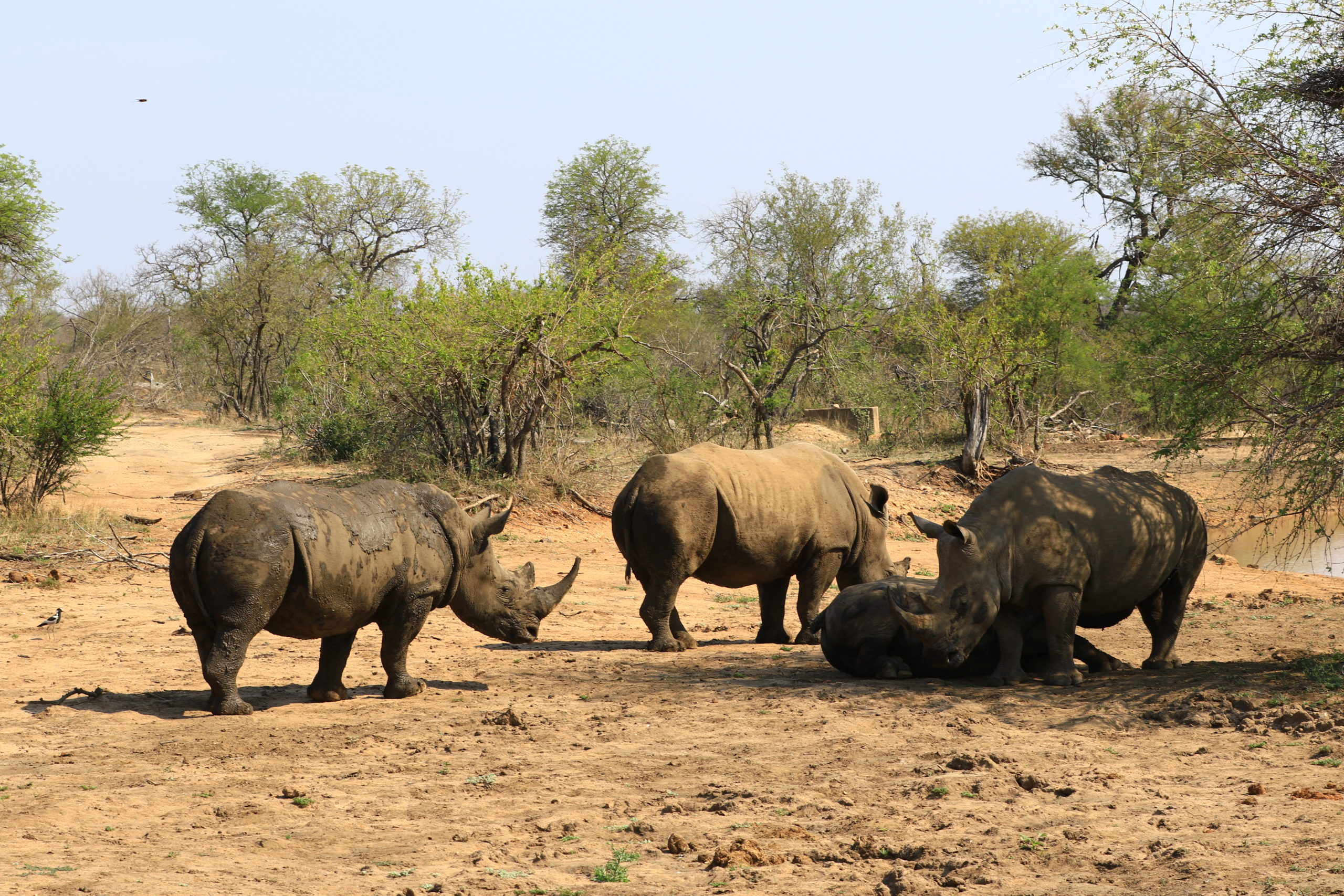 Safari à pied dans la réserve privée de Kwa Madwala