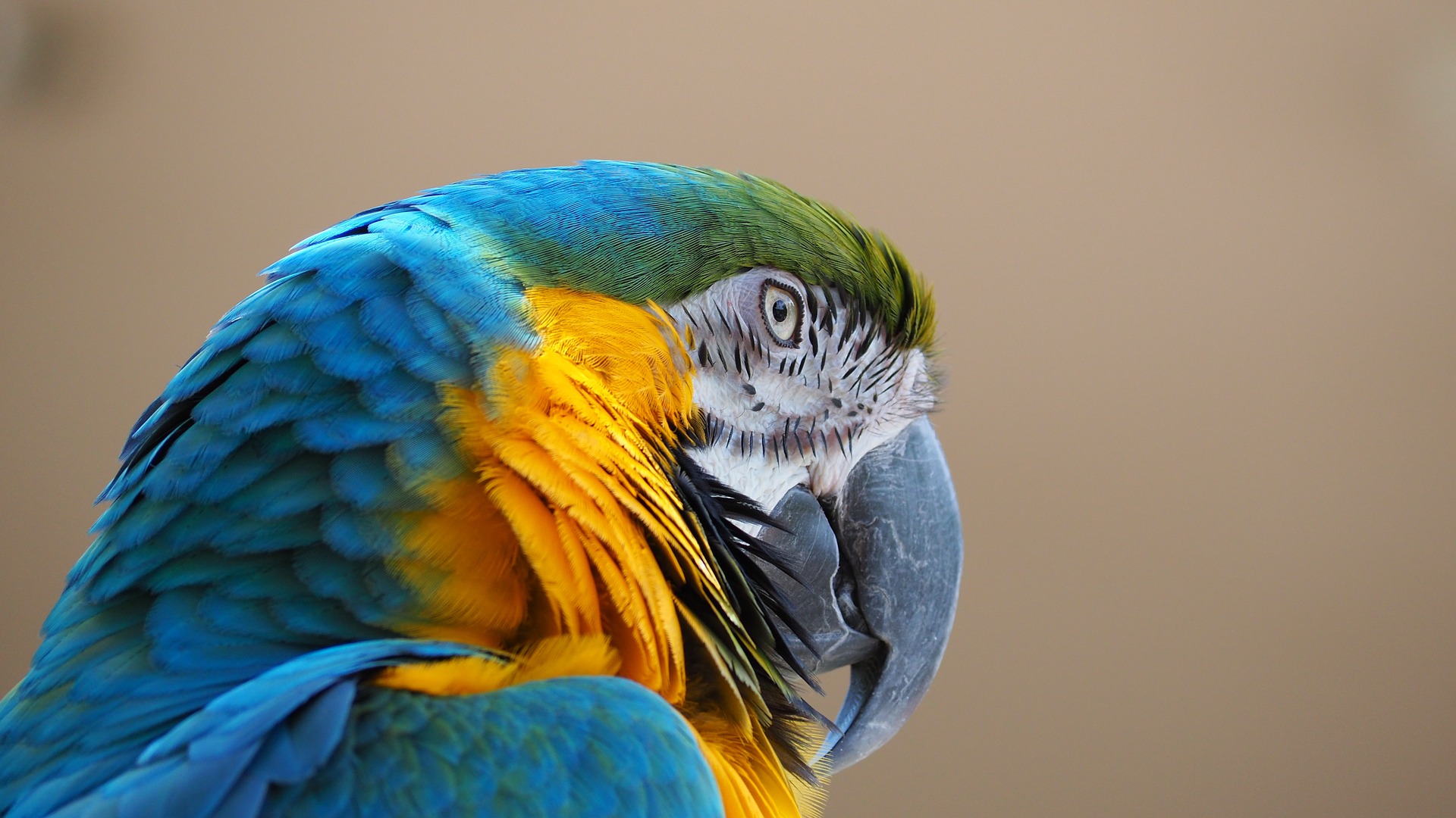 Falaise d’Argile, observation des perroquets