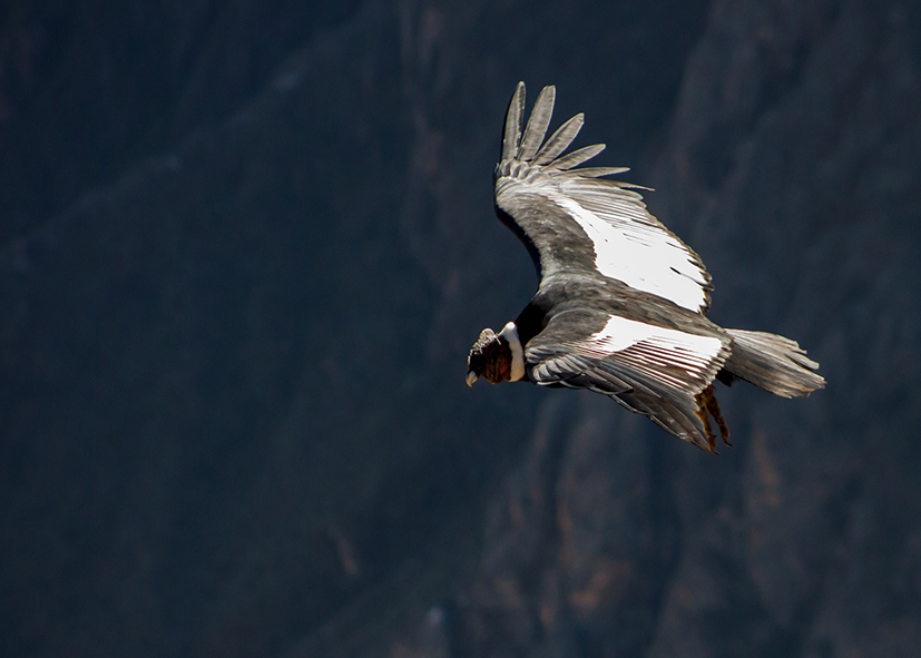 Vol du condor à la Croix du Condor