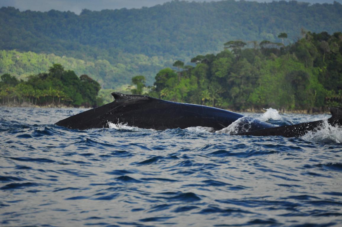 Observation des baleines à bosses à Bahia Solano