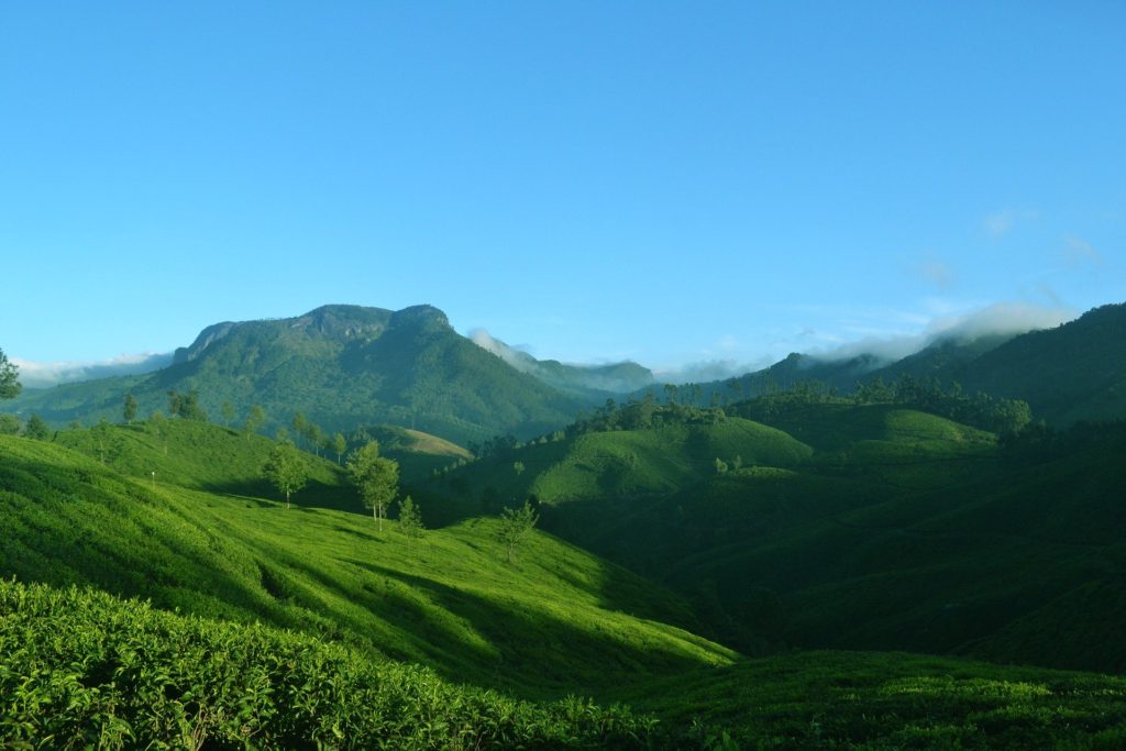 Découverte des plantations de thé de Munnar
