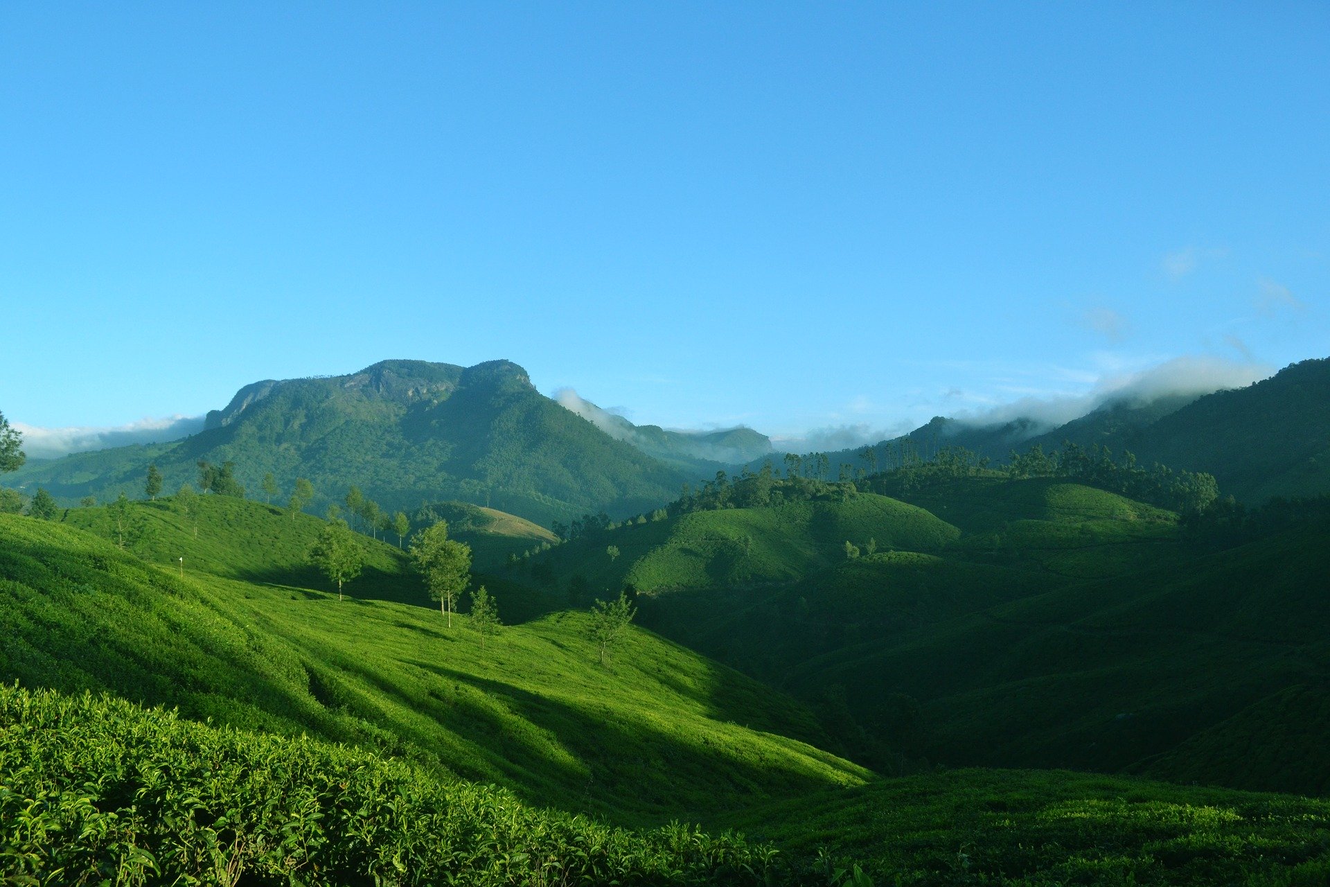 Découverte des plantations de thé de Munnar