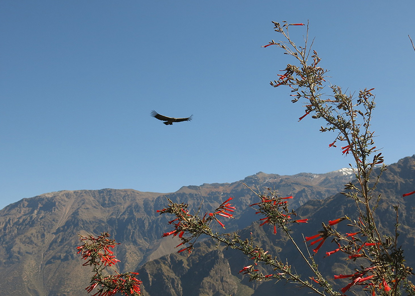 Vol des condors dans le Canyon du Colca