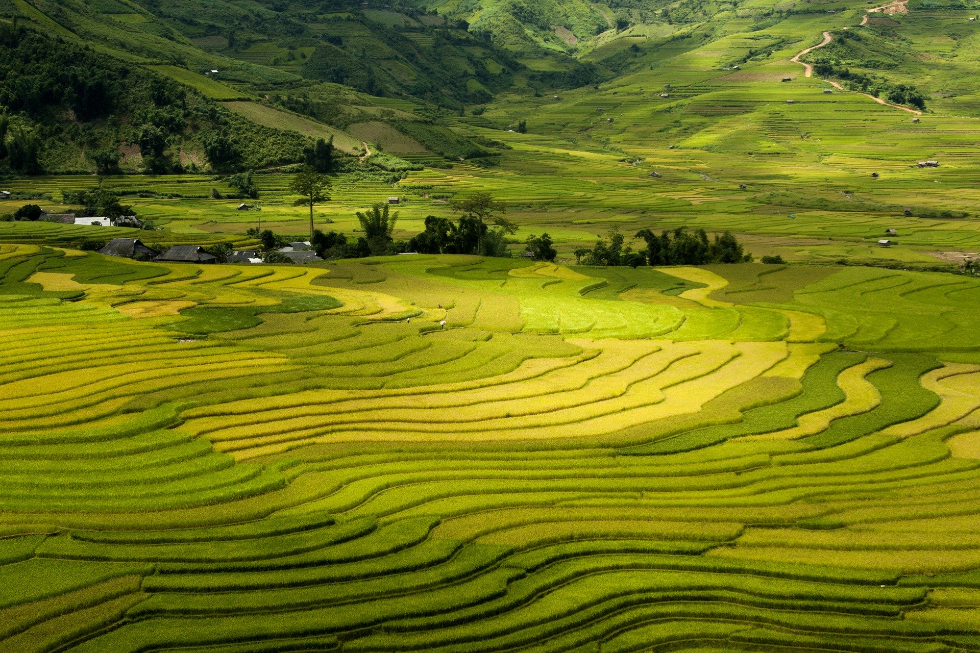 Paysages des rizières du Nord Vietnam, destination Vietnam avec une agence locale Nirvatravel