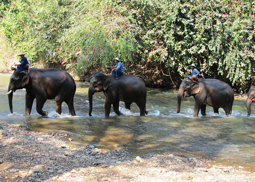 Journée d'aventure avec les éléphants