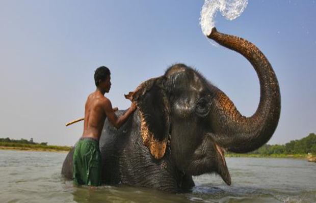 Rencontre avec les éléphants à Baan Chang 
