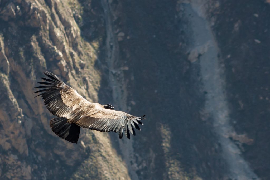 Canyon de Colca - Puno