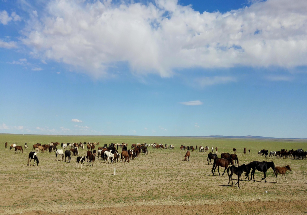 Des steppes mongoles à Oulan Bator
