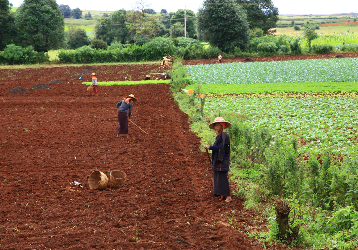 Birmans dans les champs de Pindaya