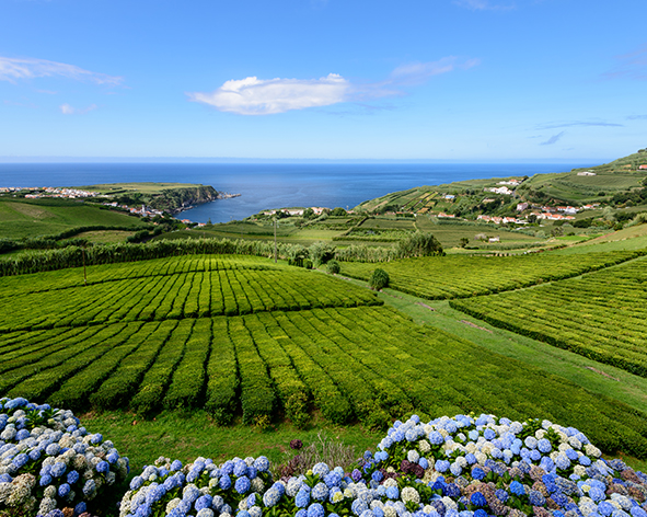 Les plantations de thé de Formoso sur l'ile de Sao Miguel, séjour aux Acores au Portugal avec Nirvatravel