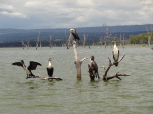 Lac Naïvasha et Hell’s Gate National Park