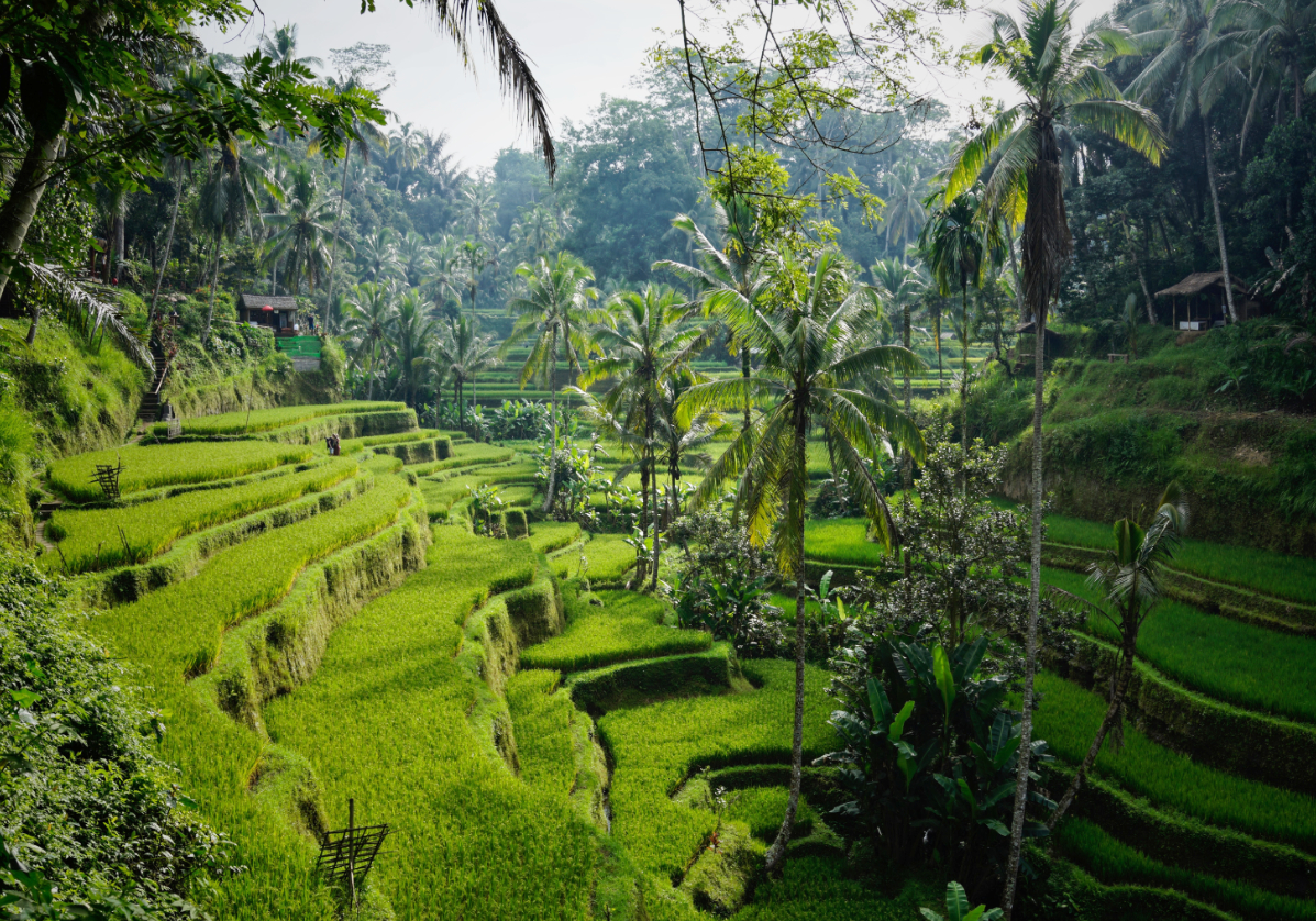 Traversée des rizières en terrasses