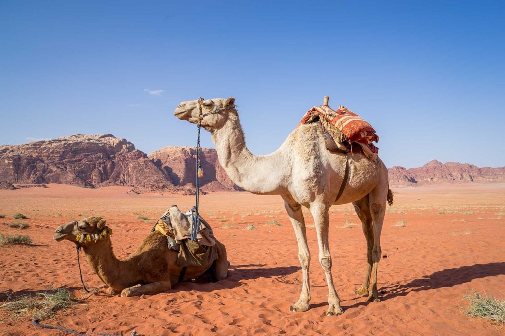 Découverte du désert du Wadi Rum