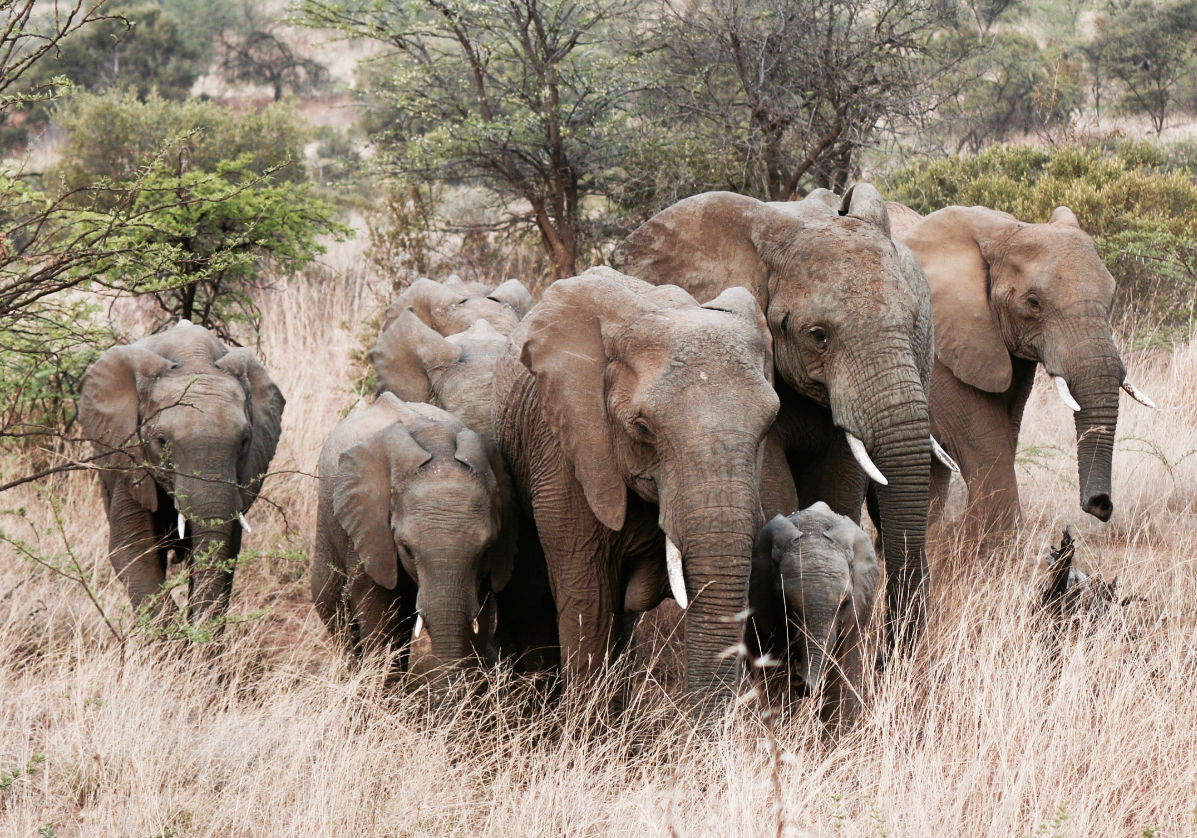 Safari dans le parc Boubadjida