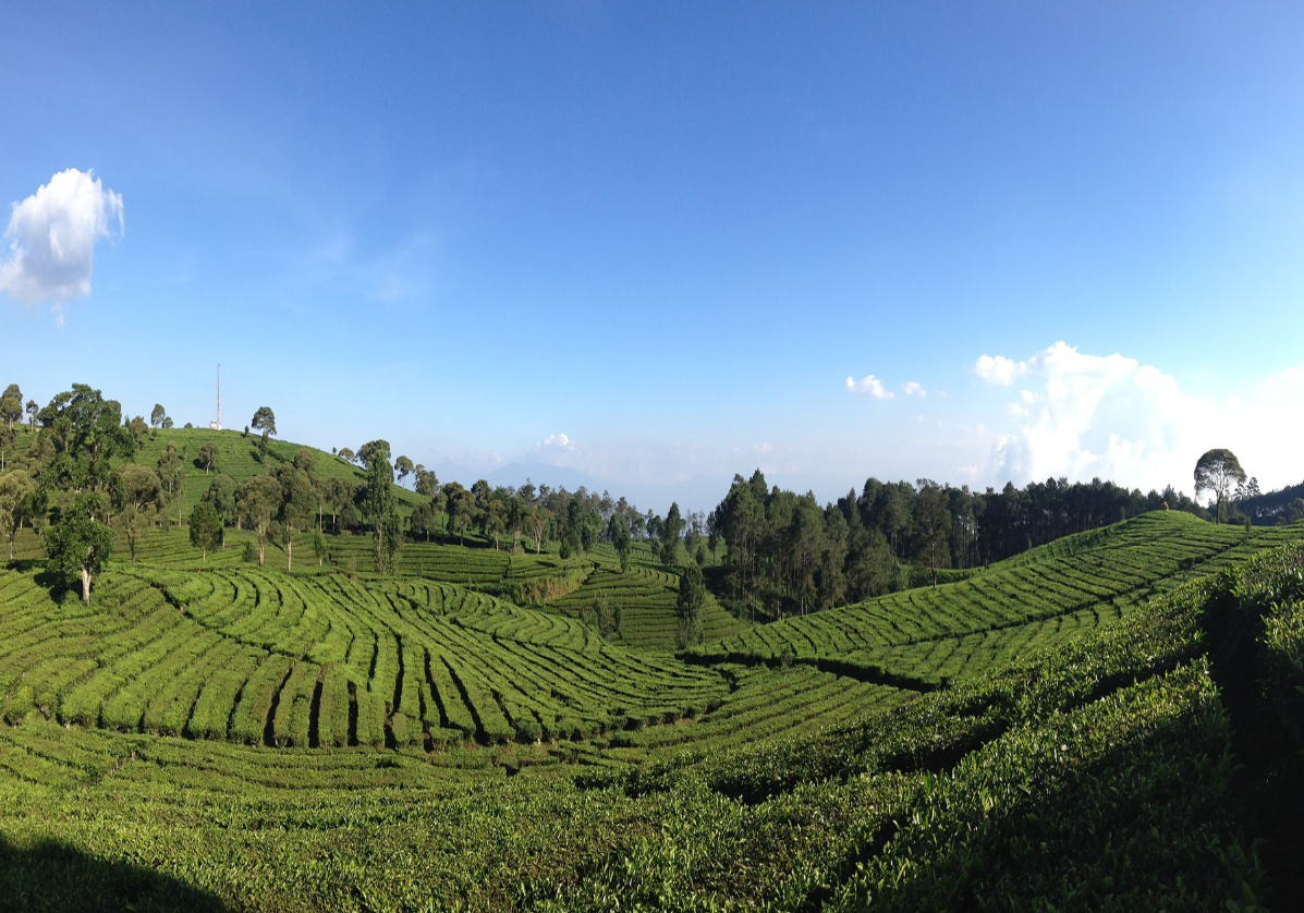 Visite des plantations de thé sur le route de Bandung