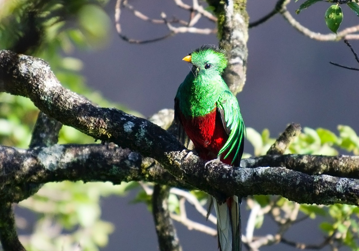 Observation du Quetzal, oiseau symbole du Guatemala