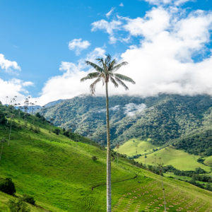 Vallée de Cocora et région du café