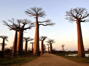 Les baobabs de Morondava