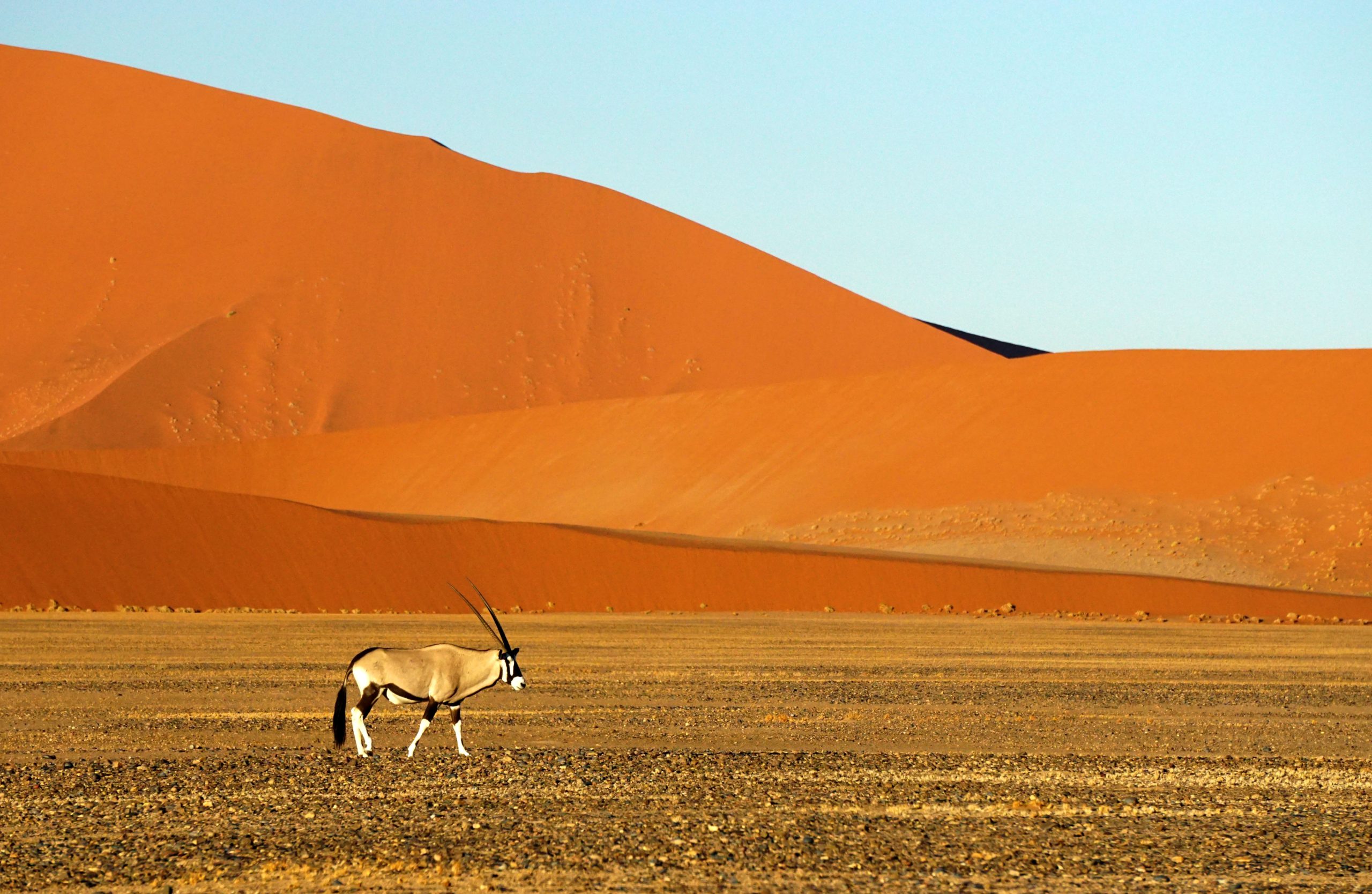 Dunes de Sossusvlei dans le désert du Namib, voyage en Namibie avec Nirvatravel