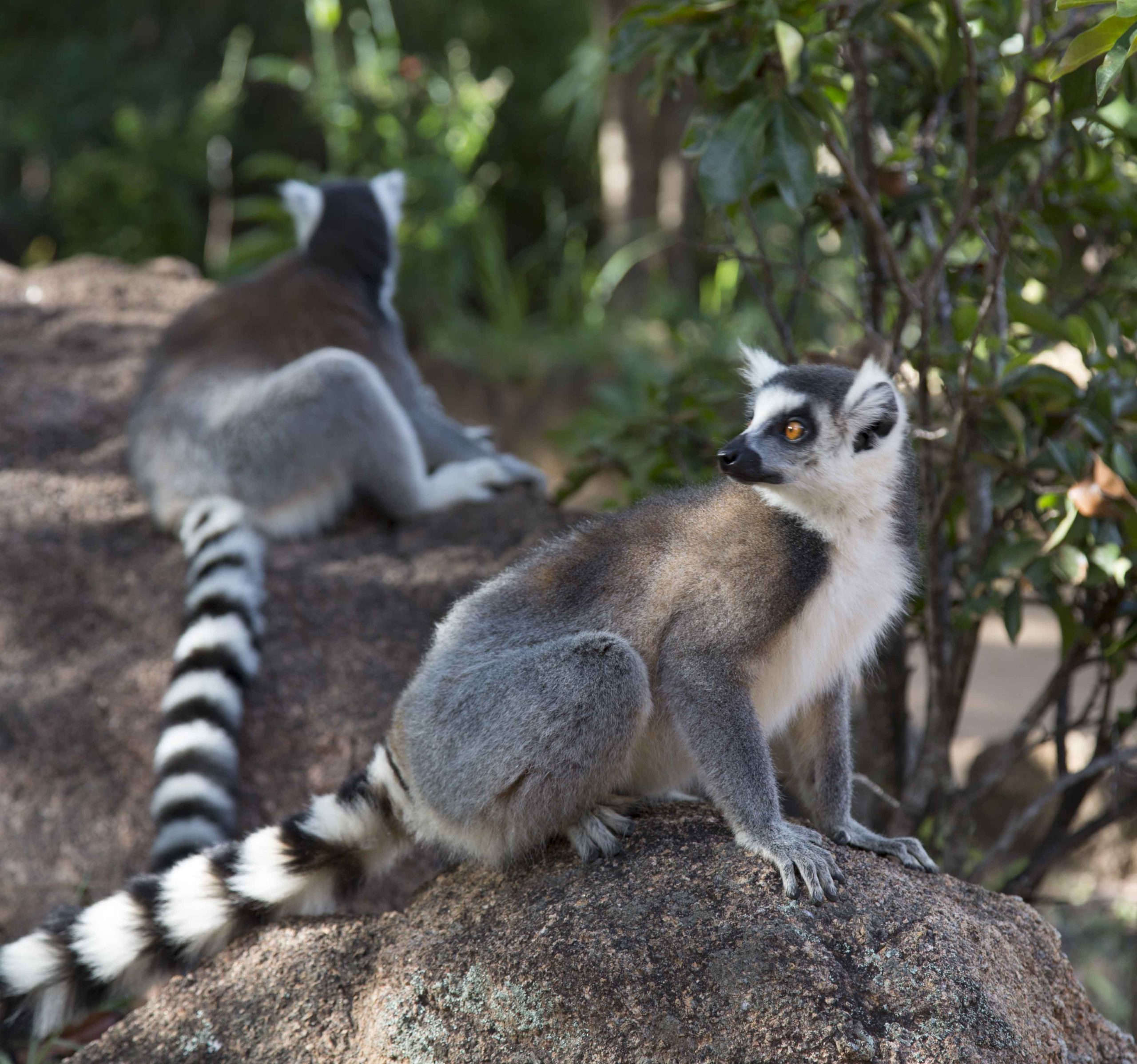 Biodiversité à l'Est